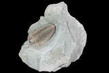 Bargain, Flexicalymene Trilobite - Mt Orab, Ohio #85612-1